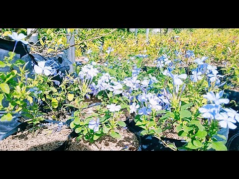 Forget me Not (Blue Plumbago) Plants Propagation Process
