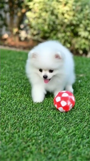 Cute Dog Playing with Ball 🐶🎾 | Funny & Adorable Dog Video#like #love #subscribe #song #shortvideo