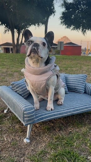 5.4K views · 1.2K reactions | Como hacer cama para mascota  • • • • • #upholstery #diy #tapivic #buenosaires #diyhomedecor #tapiceria #tutorial #upholsteryschool #tapiceros #upholstered #mascota #mascotasfelices❤️ #camaparaperros #camaparagatos #camaparamascotas #cucha | Creatividad Tapivic | Facebook