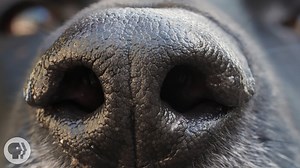 Why Dog Noses Are Far More Sensitive Than Humans