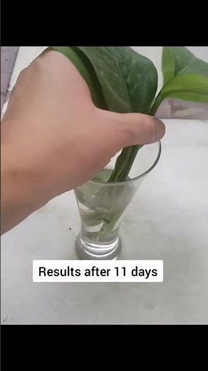 Split leaf philodendron propagation