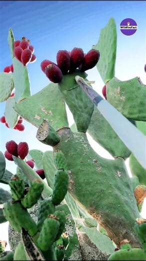 Never Make This Mistake While Cactus Fruit Eating #shorts #ytshorts