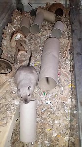 1.4K views · 124 reactions | George and Alf gerbiling around. These sweet boys are looking for their forever home together in a large tank <3 | Notts Nibblers Rodent Rescue | Facebook