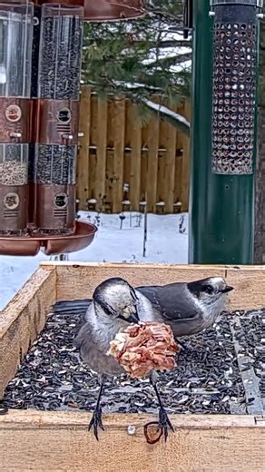 13K views · 659 reactions | The first Canada Jays of the season stop by the Ontario FeederWatch Cam, drawn in by scraps of meat.  These clever birds have a diverse diet that includes arthropods, berries, fungi, carrion, and even small nestlings. They quickly learn to recognize human food—and aren’t shy about taking advantage of game left by hunters! Watch for them LIVE at https://AllAboutBirds.org/FeederWatchCam | Bird Cams | Facebook