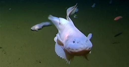 Scientists Have Recorded The Deepest Dwelling Fish Ever On Camera 27,000  Feet Below The Surface