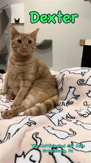 My favorite cats! #shorts #cat