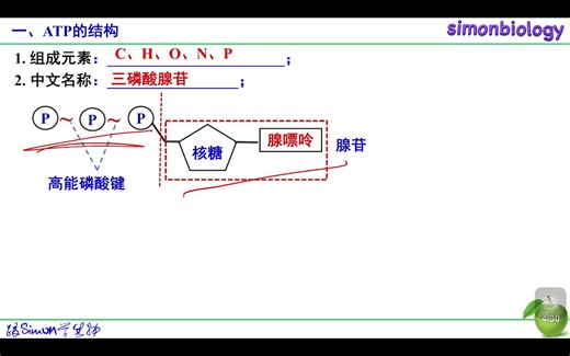 simonbiology一轮复习《ATP》