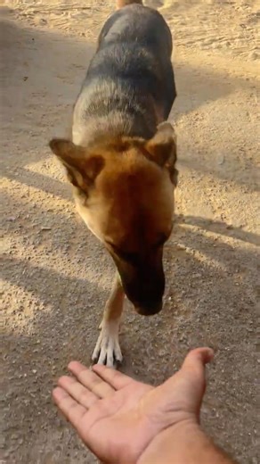 labrador puppy retriever puppies#animal life #shotfeed #shorts #catmeowarea