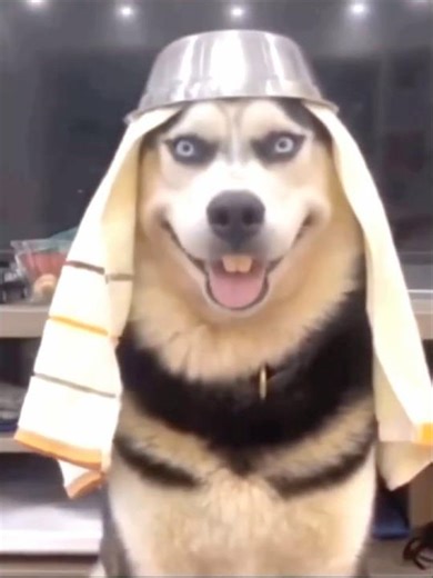 This adorable dog can’t stop smiling! 😄🐶