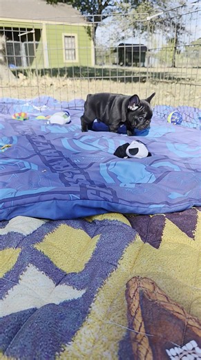 To darn cute | Frenchies R Us in Tx