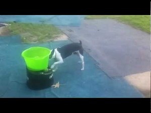 Automatic Dog Ball Launcher Thrower for Dogs - GoDogGo Fetch Machine & Poncho -