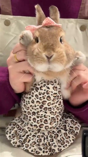 Here comes the sweet girl #Cute Pet Debut Plan.#Dwarf rabbit#A baby who can dance#Chenbao