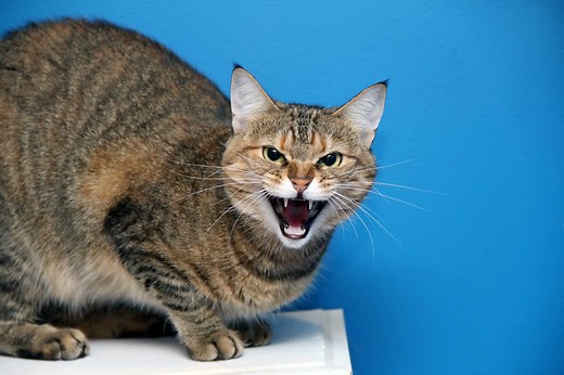 Trazodone Dosage Chart for Cats: Risks, Side Effects, Dosage, and More