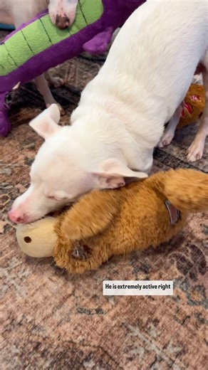 5.1K reactions · 47 shares | Piggy's weight loss journey. It's really...