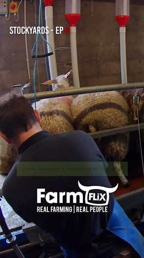 It’s not easy milking sheep, but George and Hannah share their insights into the process of creating sheep milk cheese and ice cream. 🐑 For full episode visit our website farmflix.tv or download our app. 👍 #farmflix #ballyhubbockfarm #sheep #milkingsheep #feta #fetacheese #stockyards #aglife | Farmflix
