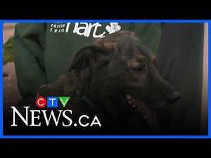 Process and benefits of fostering a pet