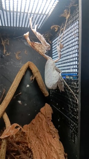 Timelapse video of a dead leaf mantis post-molt, showcasing the stunning transformation as its wings develop into intricate, dried leaf-like structures. #insects_of_our_world #mantis #insectsofinstagram #nature #mantide #timelapse #timelapsevideo #fblifestyle @top fans | Behind the Lens