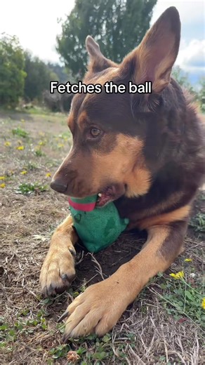 Dog Fetching Fails: A Hilarious Perspective