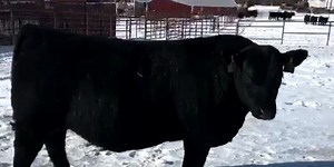 World record-breaking bull from St. Anthony sold for $1.51 million