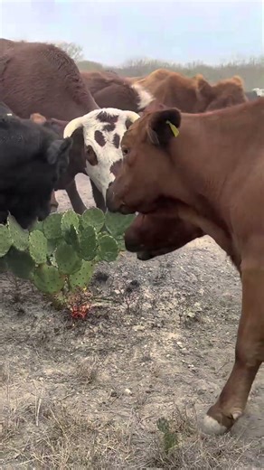 Farmers’ Method: Cactus Processing With Fire For Cattle Feeding