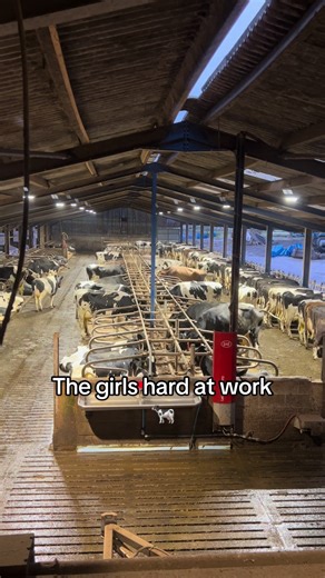 Speedy day, the girls hard at work #fyp #milkfarmer #matlock #farmer #farmerlife