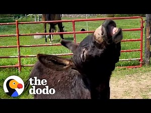 Shy Rescue Donkey Turns Into A MONSTER! | The Dodo