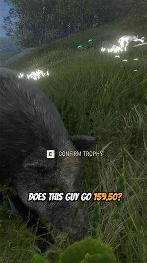 MAX WEIGHT, MAX SCORE 💎 Piggy! #cotwgameplay #thehunter #cotw