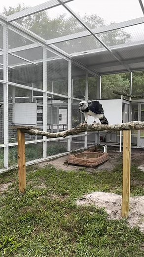 No matter how long we’ve had the privilege of working with Harpy Eagles, the awe never fades. Especially when they spread their wings out to take flight!😍🔥 #birds #harpyeagle #hades #amazing | Natural Encounters, Inc.