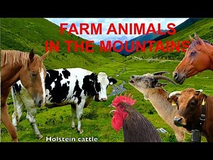 FOR KIDS: farm animals in the mountains with natural sounds - NO MUSIC! video for children
