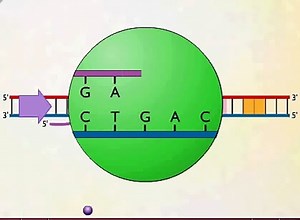 mRNA Synthesis Animation Video
