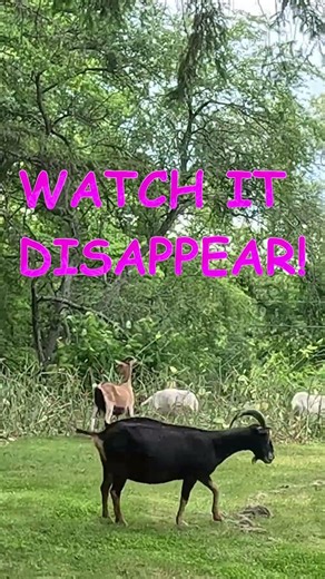 Goatscaping in Action: The Most Destructive Plant Gets Destroyed