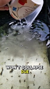 This is what we feed our daphnia magna if we dont have green water #daphniamagna #fishfood #fishkeeping | Jovanie Tampus Delos Santos