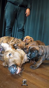 63K views · 652 reactions | Boerboel Puppies Feasting on Raw Deer ...