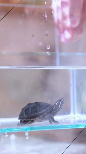 Aquarium Info on TikTok