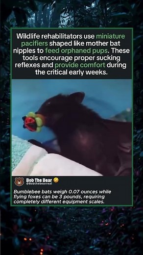 There's Tiny Pacifiers for Baby Bats