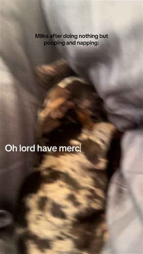 🥱🥱🥱#doxiesoftiktok #dog #puppy #funny #foryou