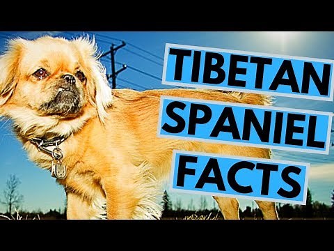 Tibetan Spaniel Dog Breed Facts and Info