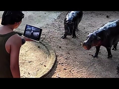 Man climbs into viral hippo Moo Deng's enclosure