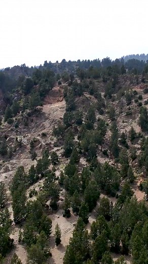 Did you know that Afghanistan has one of the lowest forest coverage rates in the world and the region? Learn how UNDP, in partnership with Afghan communities, is actively supporting land restoration through afforestation and watershed management initiatives. Read more 👉 https://undp.org/afghanistan/stories/trees-bees | United Nations Development Programme in Afghanistan