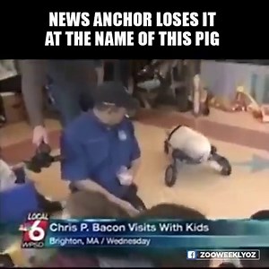 3.1K views · 545 reactions | This anchor loses it when he hears the name of this pig. Do you like Chris P. Bacon? | News 8 Now / News 8000 | Facebook