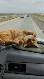 Way Back Wednesday! Only a couple more days at home before heading back on the road! 😺🚛😺🚛😺🚛 #odiethetruckingcat #truckinglife #travelingcat #exploringcat #orangetabby #openroad #catlife #catvideo #gingercatsrule | Odie the Trucking Cat