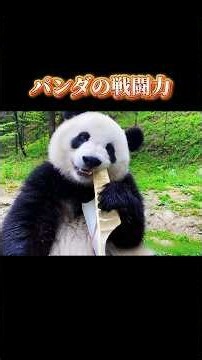 More Than Just Cute! The Hidden, Ferocious Power of Pandas.