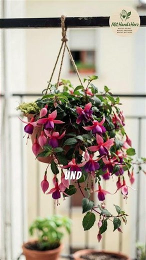 Fuchsien – Elegante Blüten für schattige Plätze