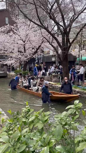 京都の桜🌸#京都#桜#お花見