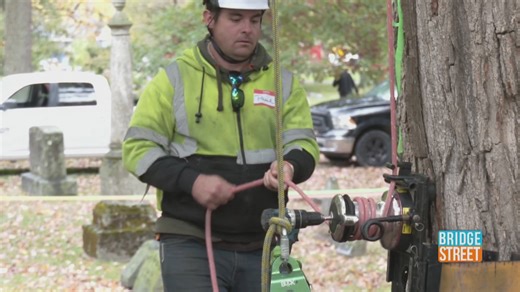 Tree Climb Alliance supporting Arborists with Hands-On Training