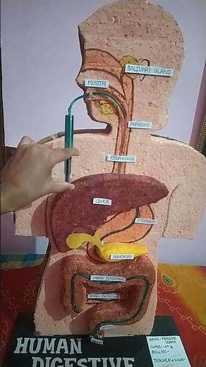 Human digestive system working model👌