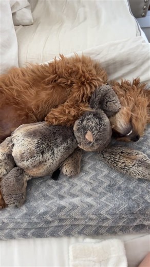 Just a boy and his bunny #dogsoftiktok #puppy #poodle #fyp #puppylove