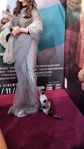 89K views · 1.8K reactions | Exclusive: How sweet #ImanAli loves cat  At the trailer launch of upcoming film #TichButton happening in art council karachi @tichbutton_thefilm @qasimalimureed #irfanistanupdates | Irfanistan | Facebook