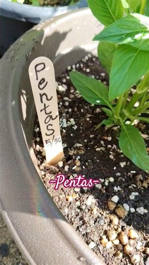 6/1 ペンタス おうちでぷちガーデニング #plants #花 #ペンタス #garden #鉢植え #pentas