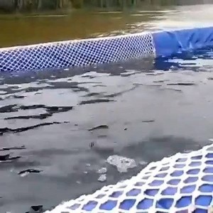 568K views · 6.3K reactions | One of the orcas from the Russian...